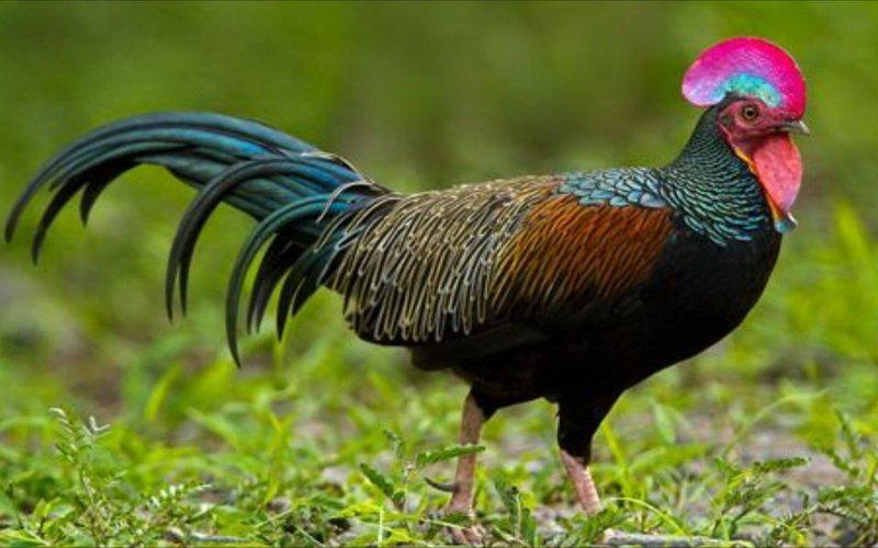 Alquran dan Sains, Ketika Hewan Bicara dengan Manusia