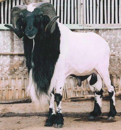 Kambing Qurban Yang Nabi Pilih