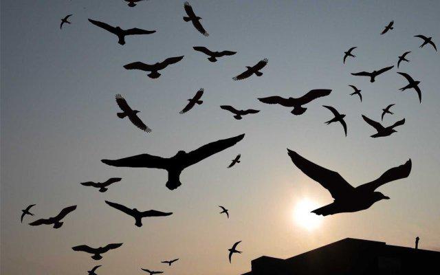 Apakah Kotoran Burung Termasuk Najis