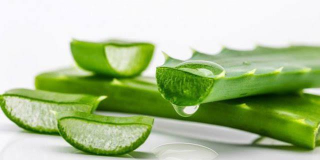 Keistimewaan Lidah Buaya Dalam Islam Keistimewaan Lidah Buaya Dalam Islam