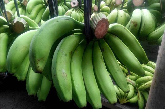 Fakta Perbedaan Pisang Hijau Dan Pisang Kuning Yang Sama Sama Sehat