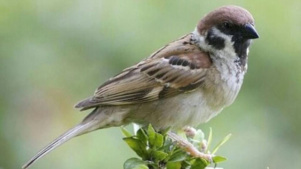 Kasih Sayang Sayyidina Umar Terhadap Burung Pipit