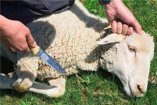 Bacaan Menyembelih Kambing Aqiqah Bacaan Menyembelih Kambing Aqiqah