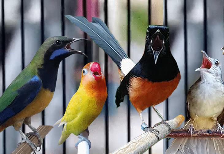 880 Koleksi Gambar Burung Dalam Sangkar Gratis
